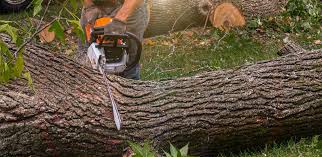 How Our Tree Care Process Works  in  Mount Morris, IL